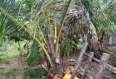 Land for Sale in Nugagoda (Kalutara) Just 900m to Main Road!