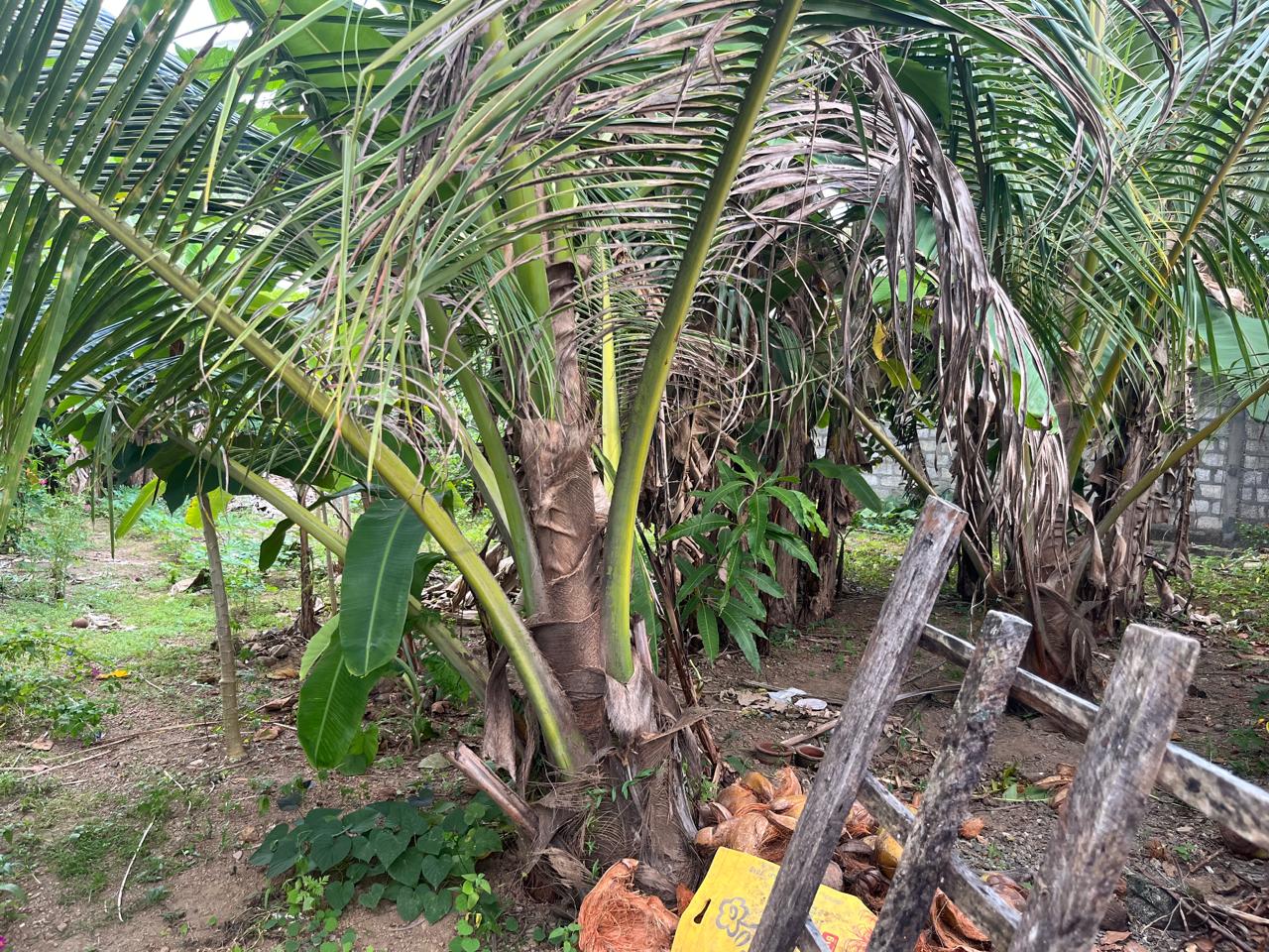 Land for Sale in Nugagoda (Kalutara) Just 900m to Main Road!