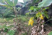 Land for Sale in Nugagoda (Kalutara) Just 900m to Main Road!