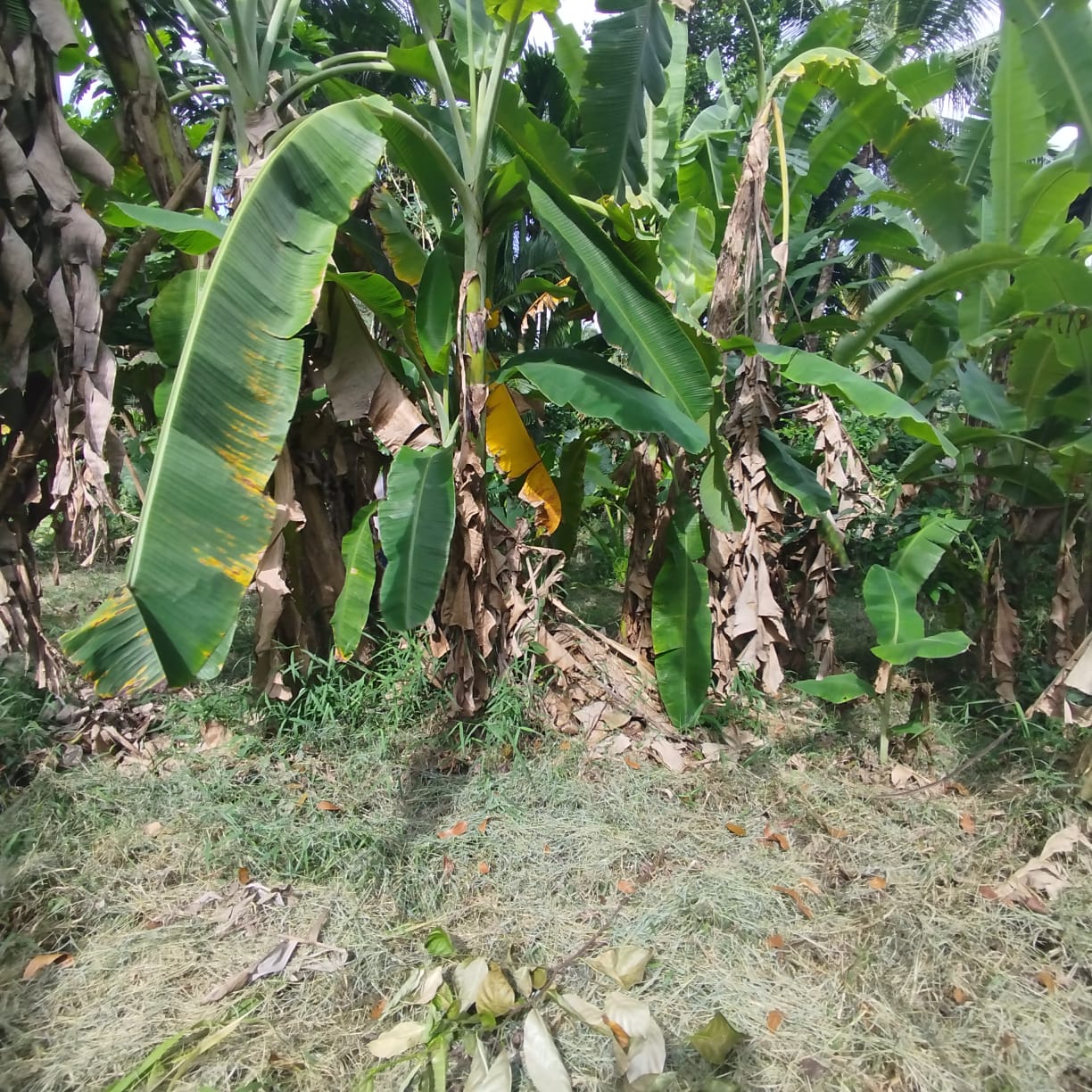 Prime Residential Land for Sale Kadawatha