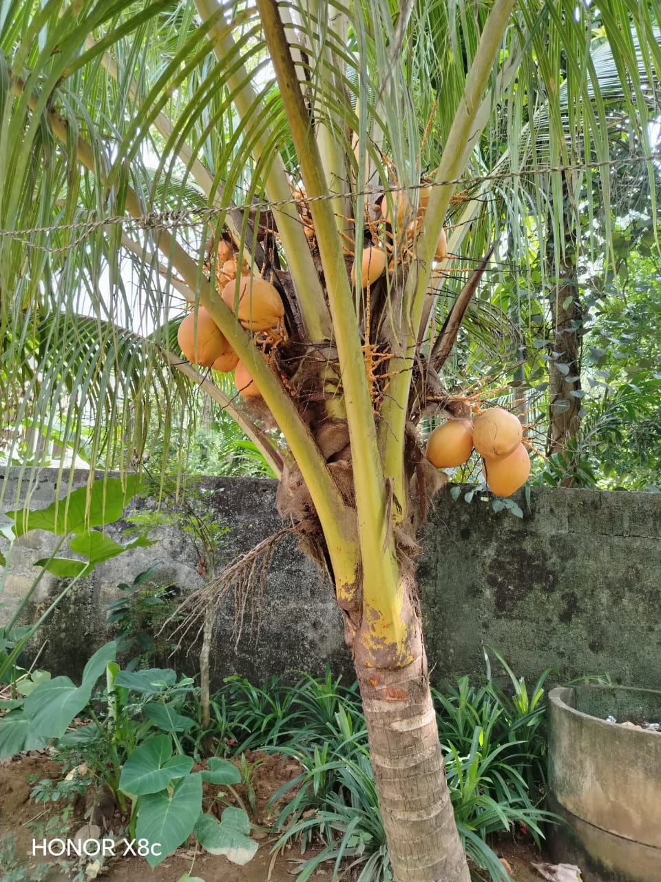 House With Land for Sale in Veyangoda