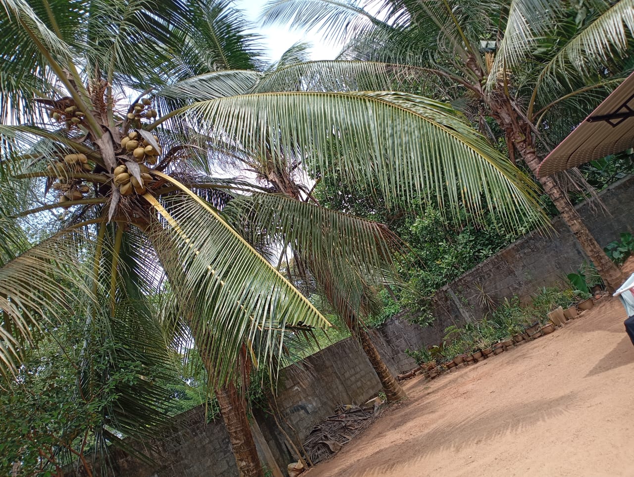 House With Land for Sale in Veyangoda