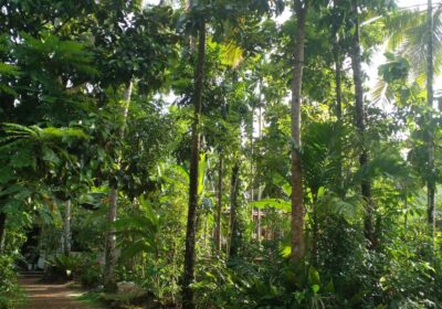 ඉඩමක් විකිණීමට ඇත – බණ්ඩාරගම