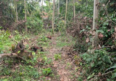 පිලැස්සෙන් අගනා ඉඩම් කැබැල්ලක්