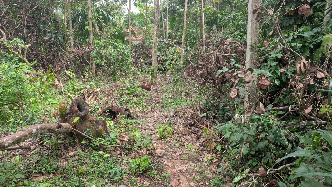 පිලැස්සෙන් අගනා ඉඩම් කැබැල්ලක්