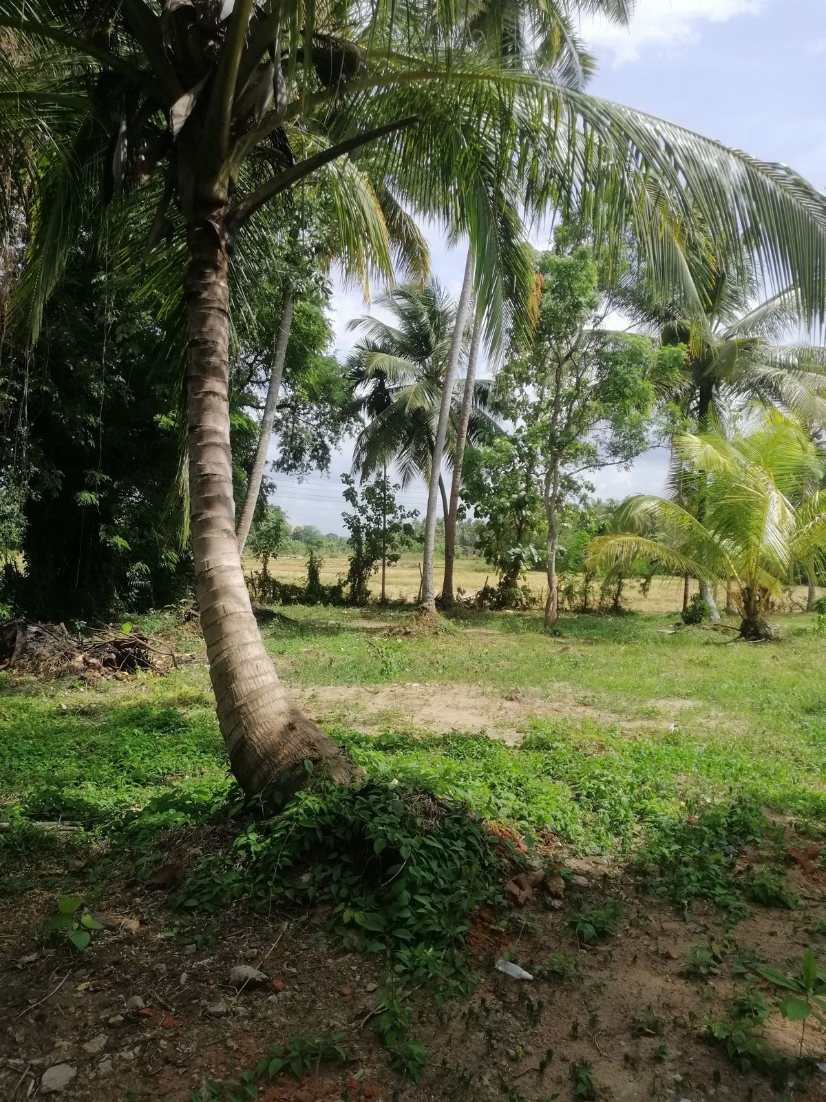 40 Perches Valuable Land for Sale Karadagolla