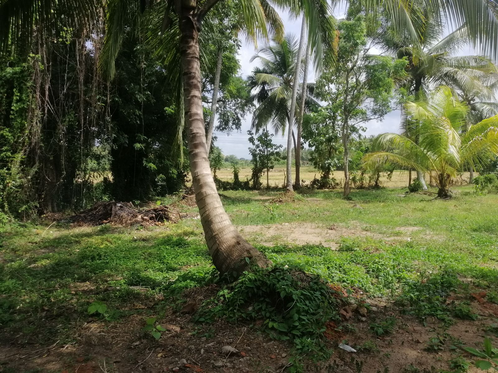 40 Perches Valuable Land for Sale Karadagolla