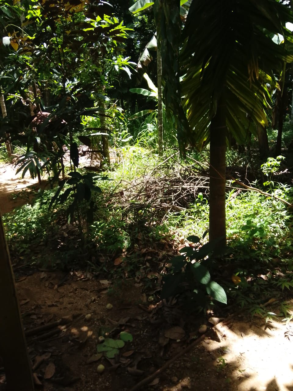 Land Sale in බුත්තල