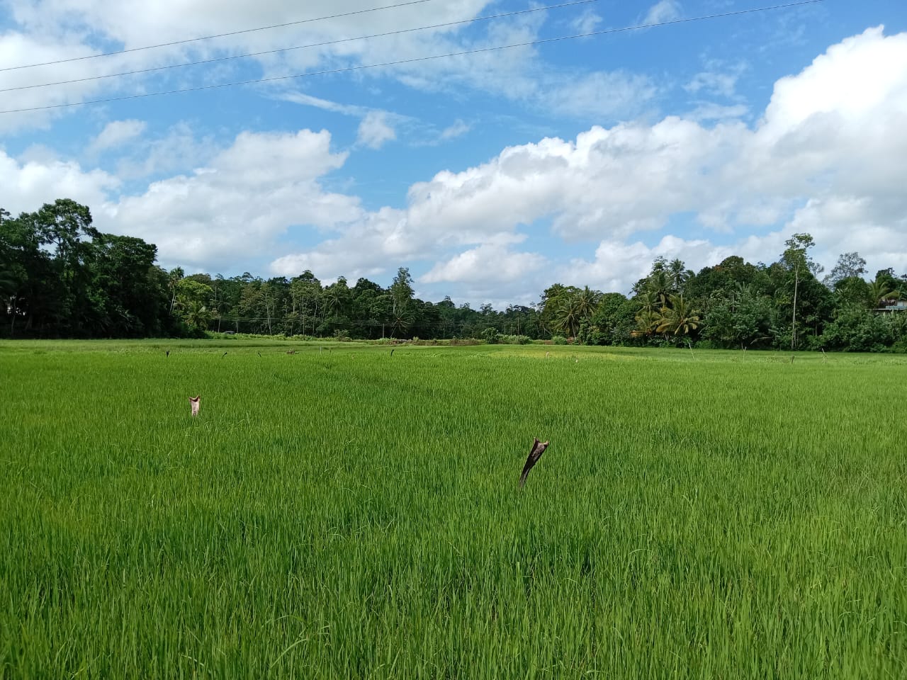 Land for Sale in Waligama