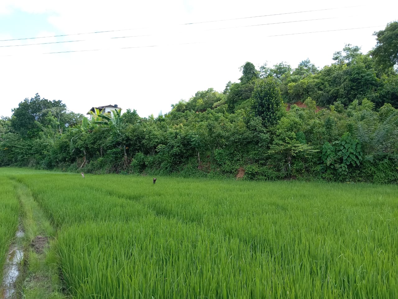 Land for Sale in Waligama