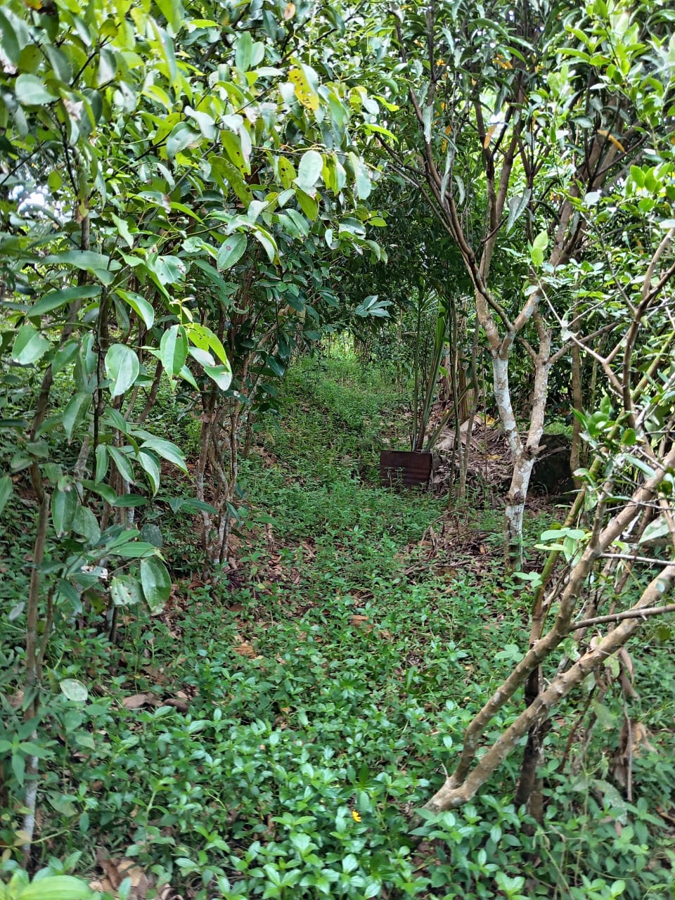 Land for Sale in Waligama