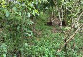 Land for Sale in Waligama