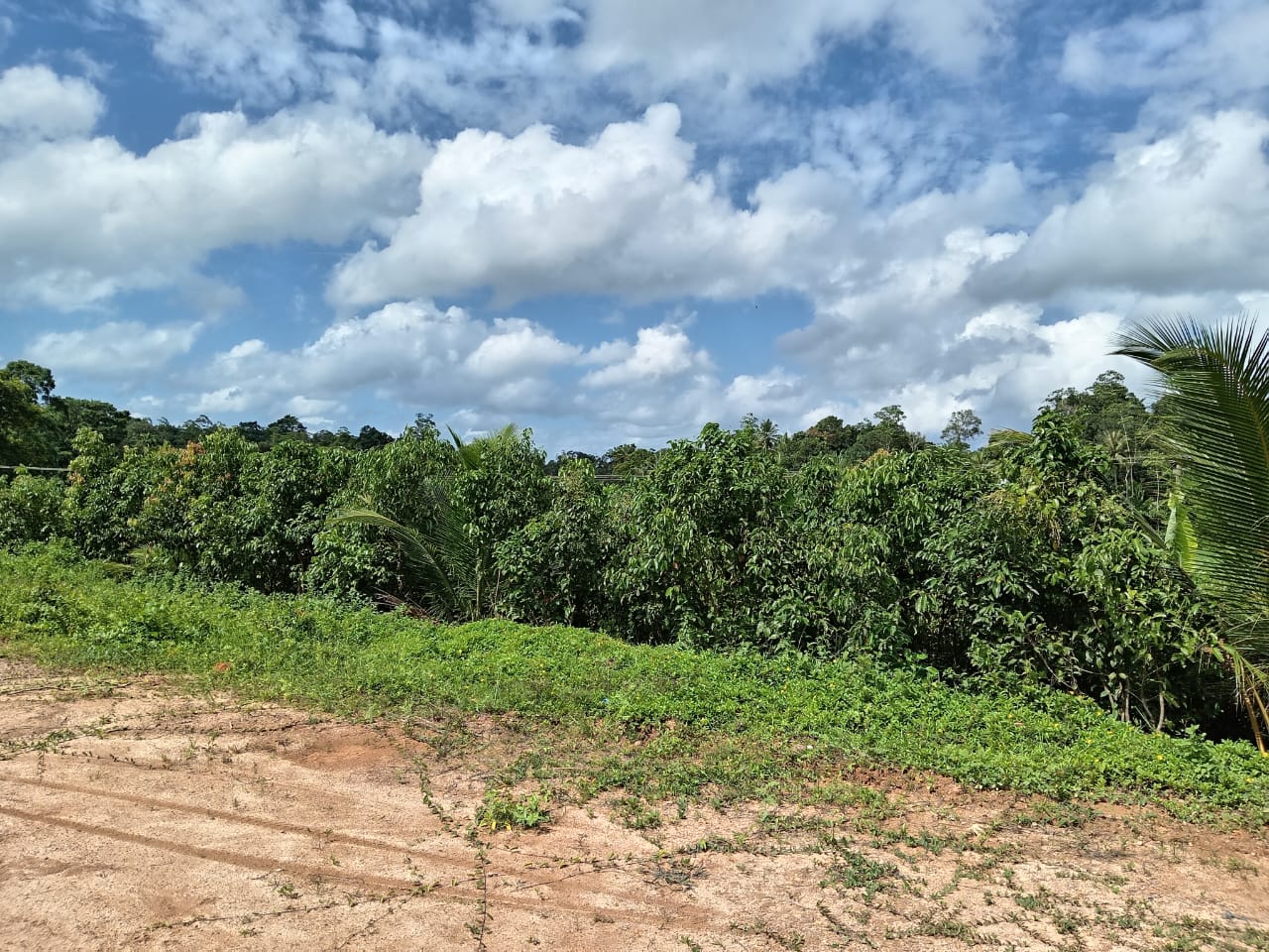 Land for Sale in Waligama