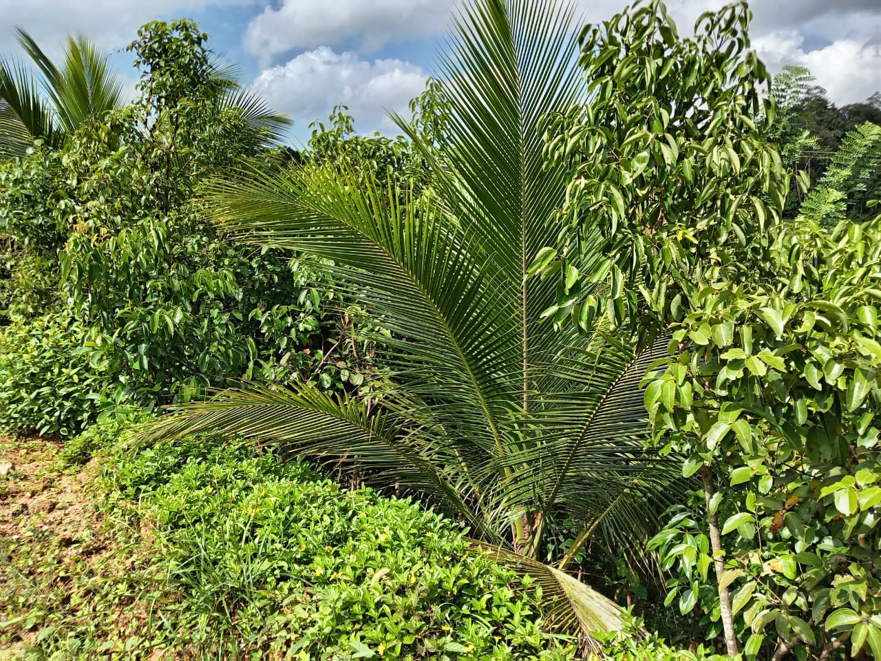 Land for Sale in Waligama