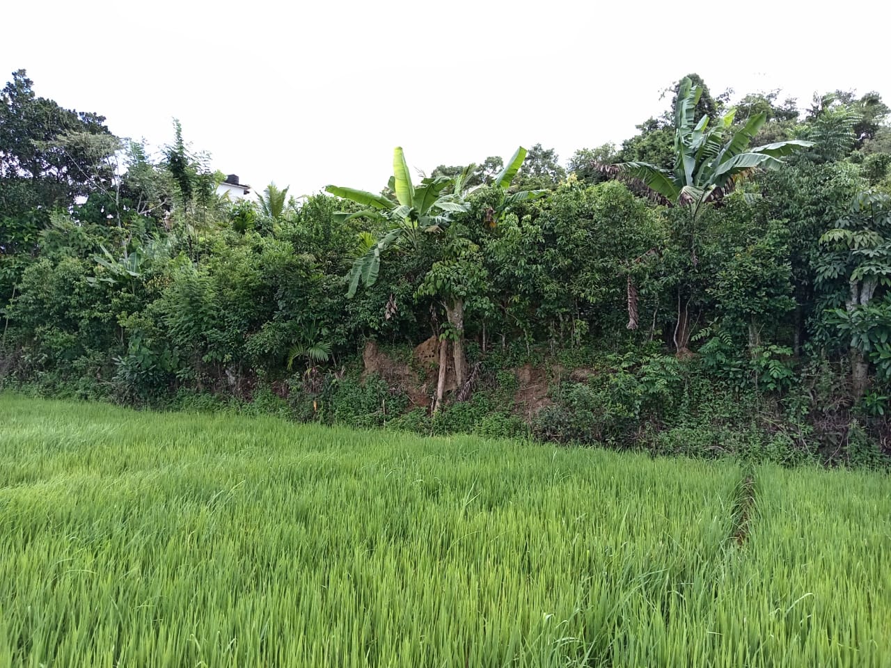 Land for Sale in Waligama