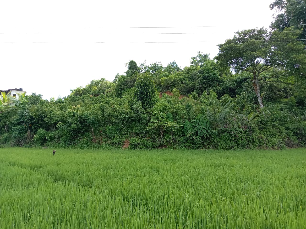 Land for Sale in Waligama