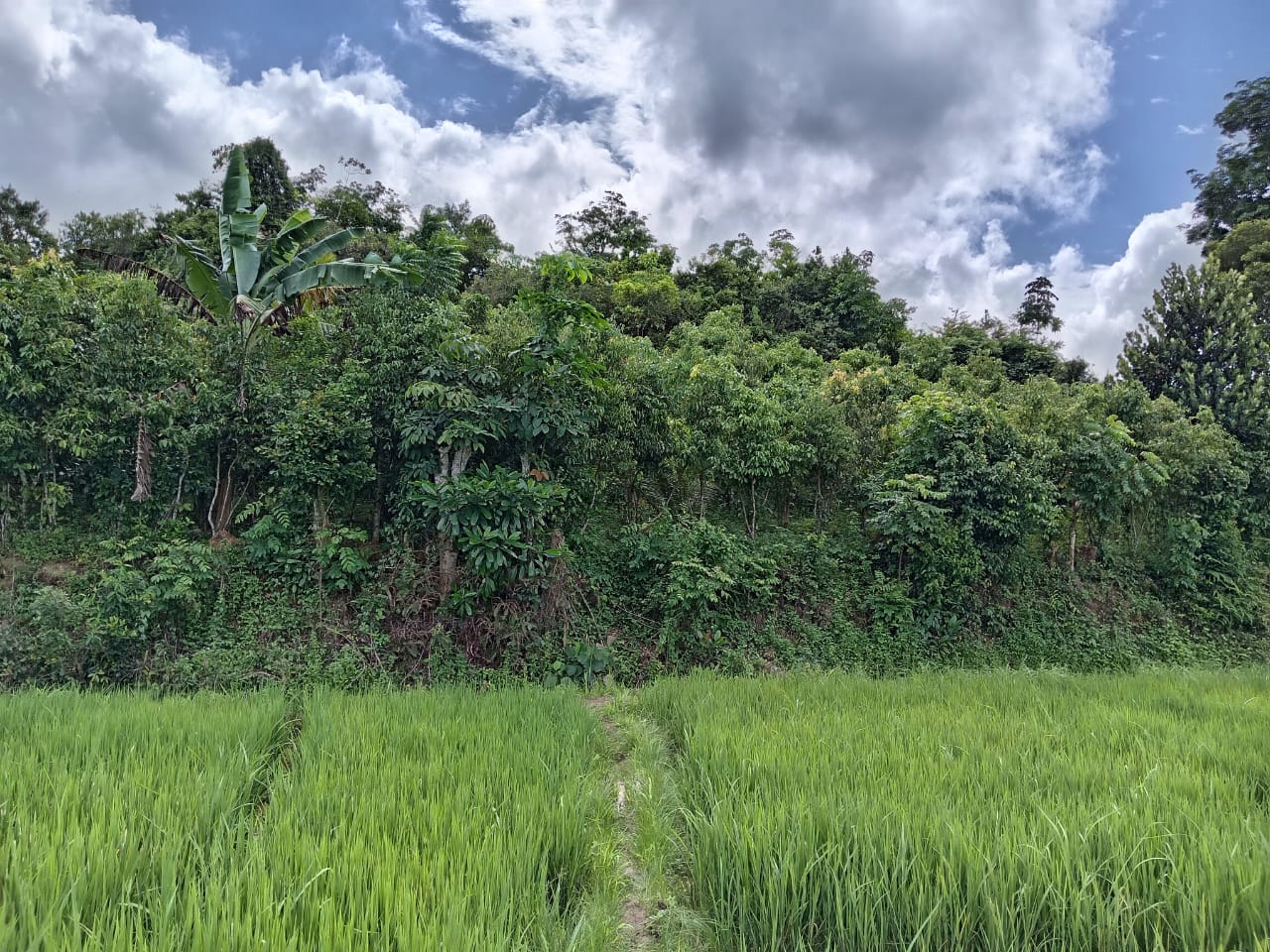 Land for Sale in Waligama