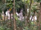 Land for Sale in Balangoda