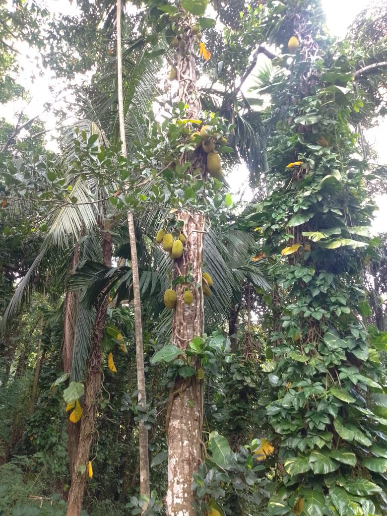 Land for Sale in Balangoda