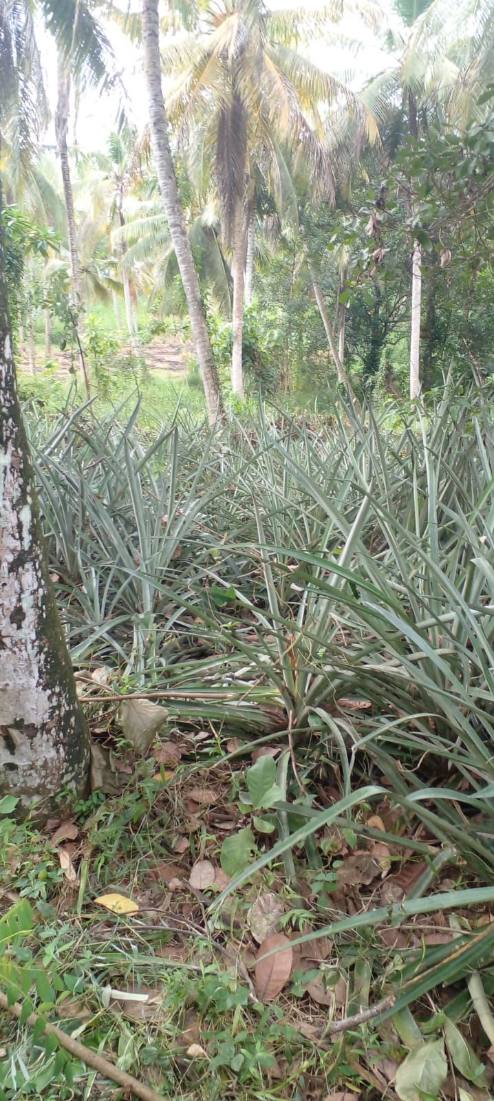 Coconut Land For Sale Kurunegala