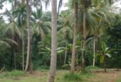 Coconut Land For Sale Kurunegala