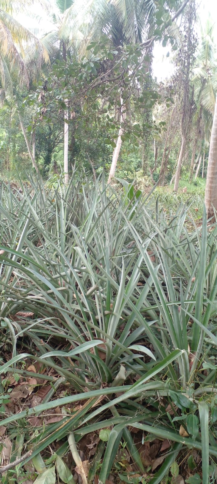 Coconut Land For Sale Kurunegala