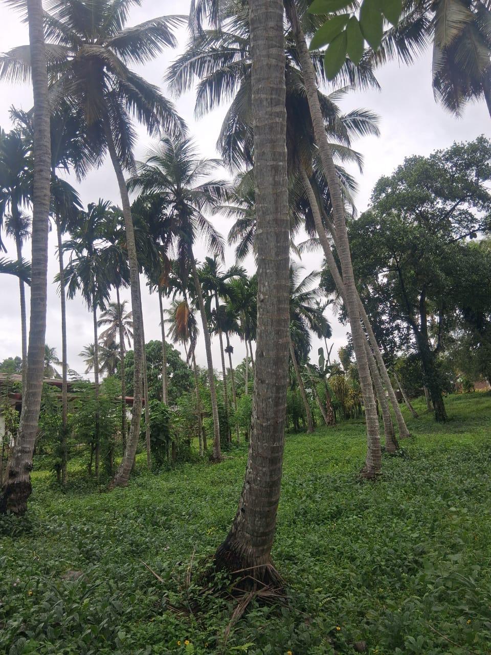 Land for sales at Yakkala – Bogamuwa