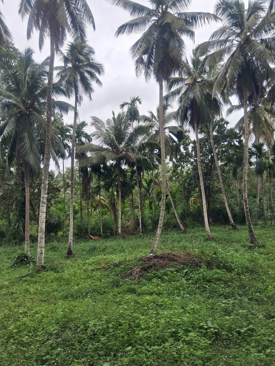 Land for sales at Yakkala – Bogamuwa