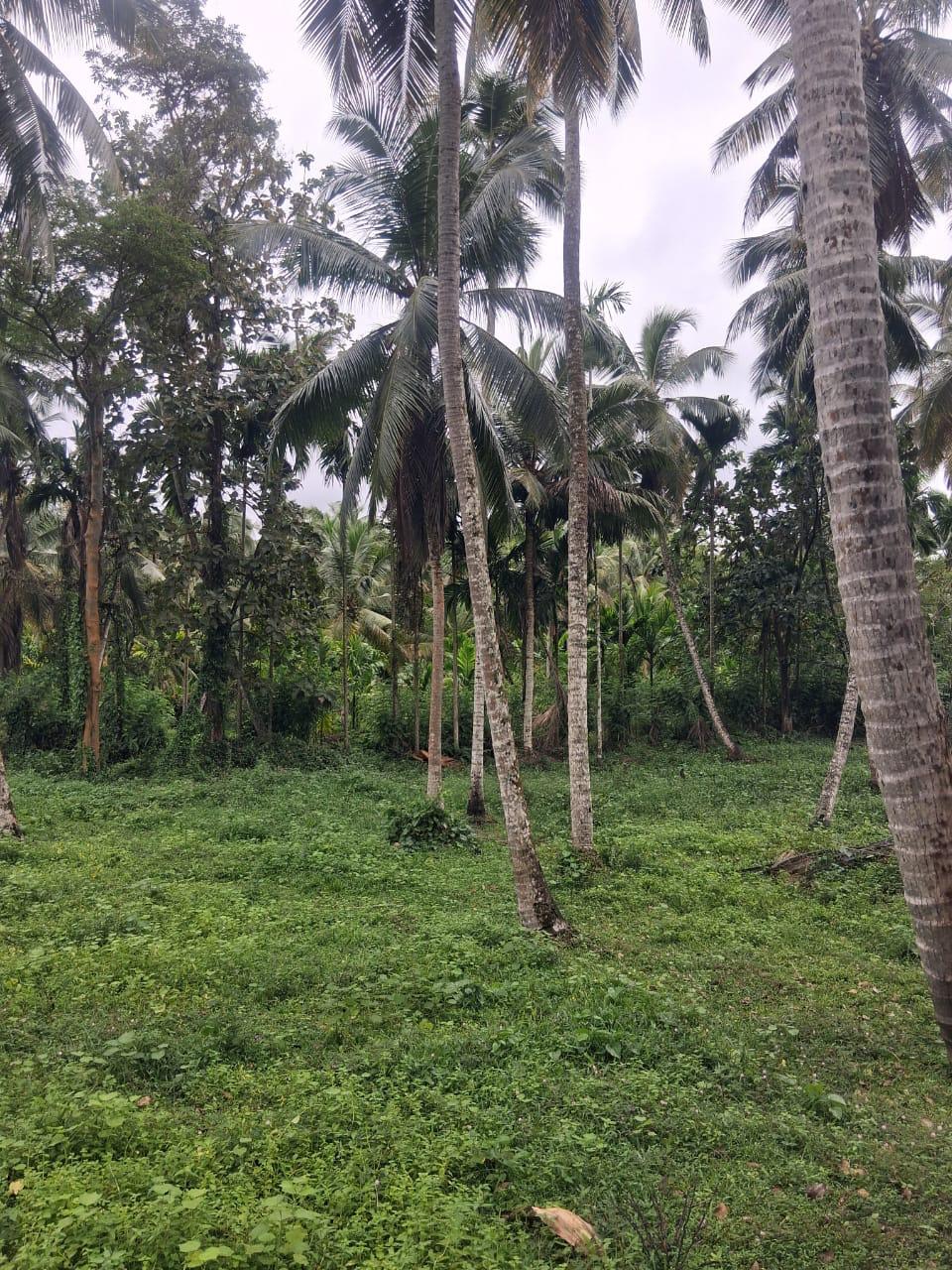 Land for sales at Yakkala – Bogamuwa