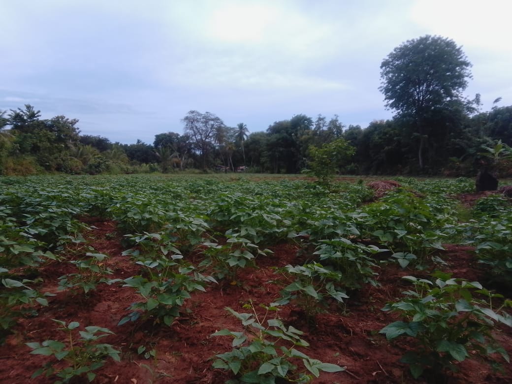 වැල්ලවාය නගරයට ආසන්නව ඉඩමක්