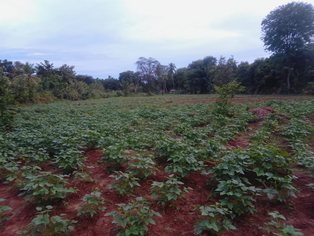 වැල්ලවාය නගරයට ආසන්නව ඉඩමක්