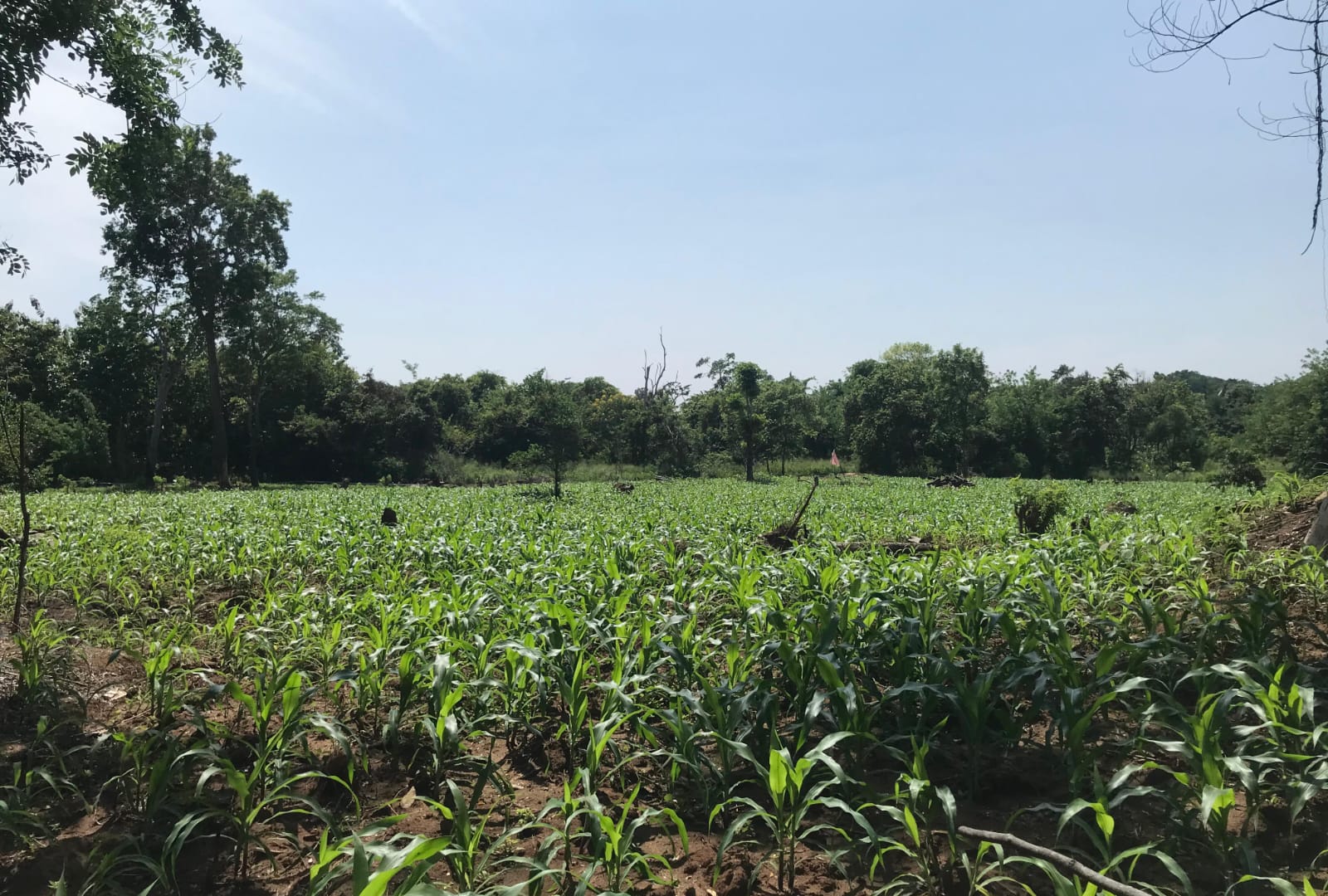 අක්කර 8ක ඉඩම Maligawila