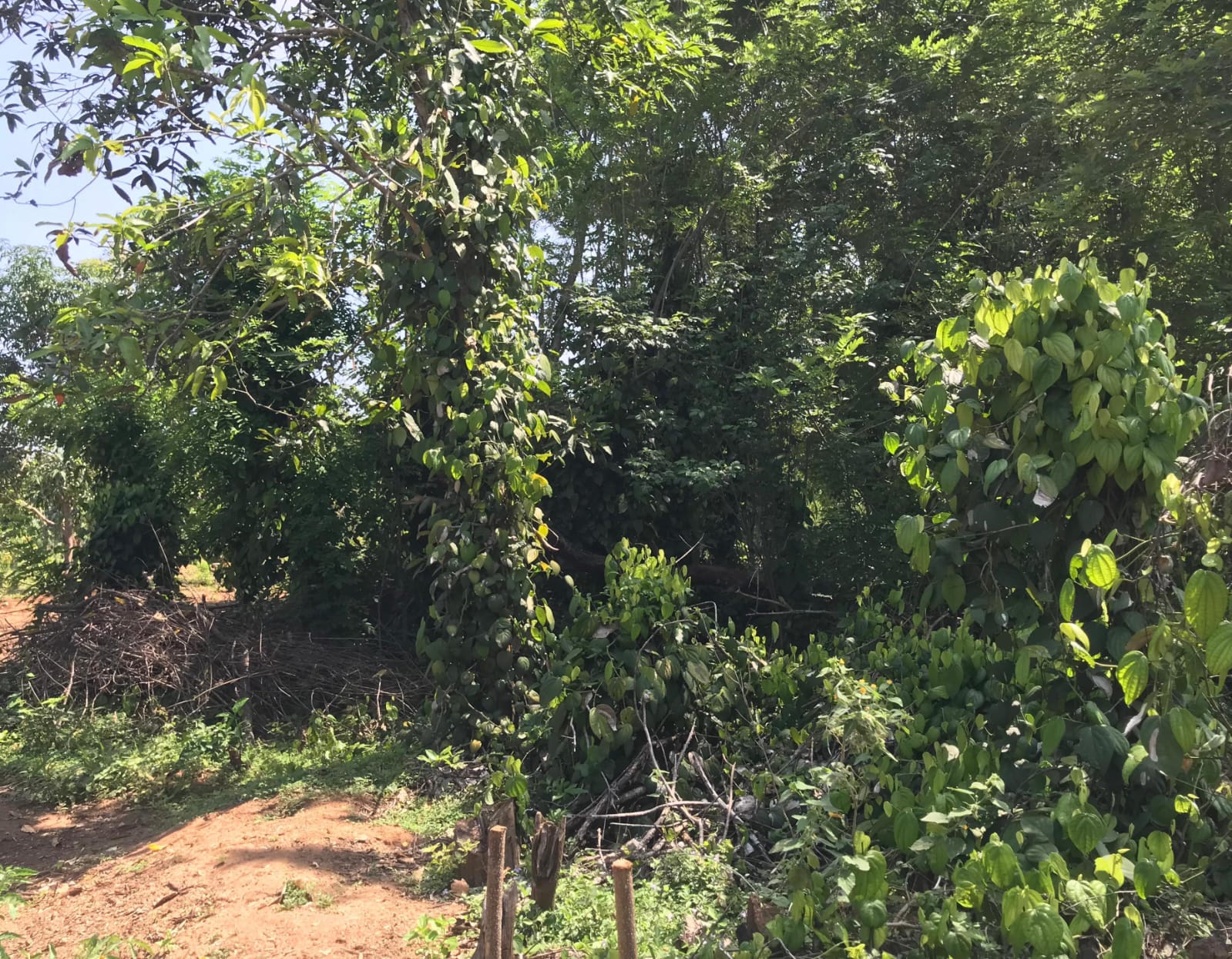 අක්කර 8ක ඉඩම Maligawila