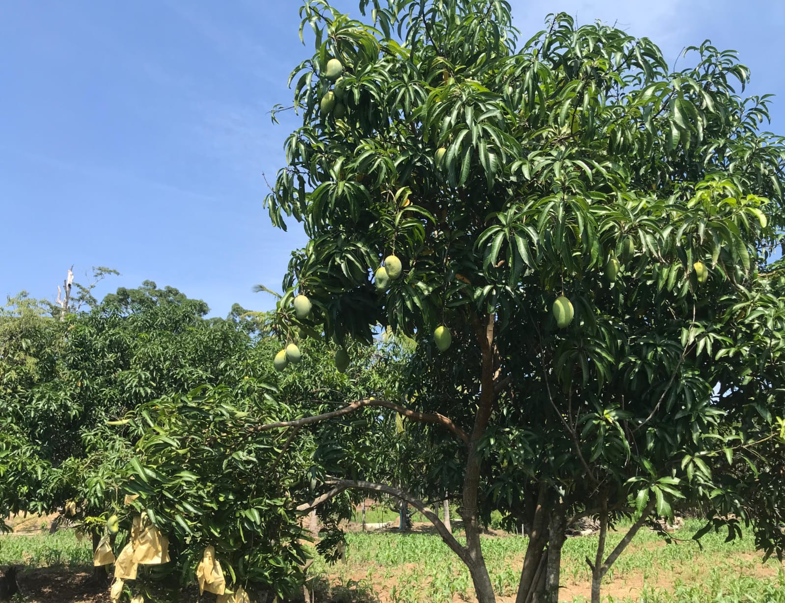 අක්කර 8ක ඉඩම Maligawila