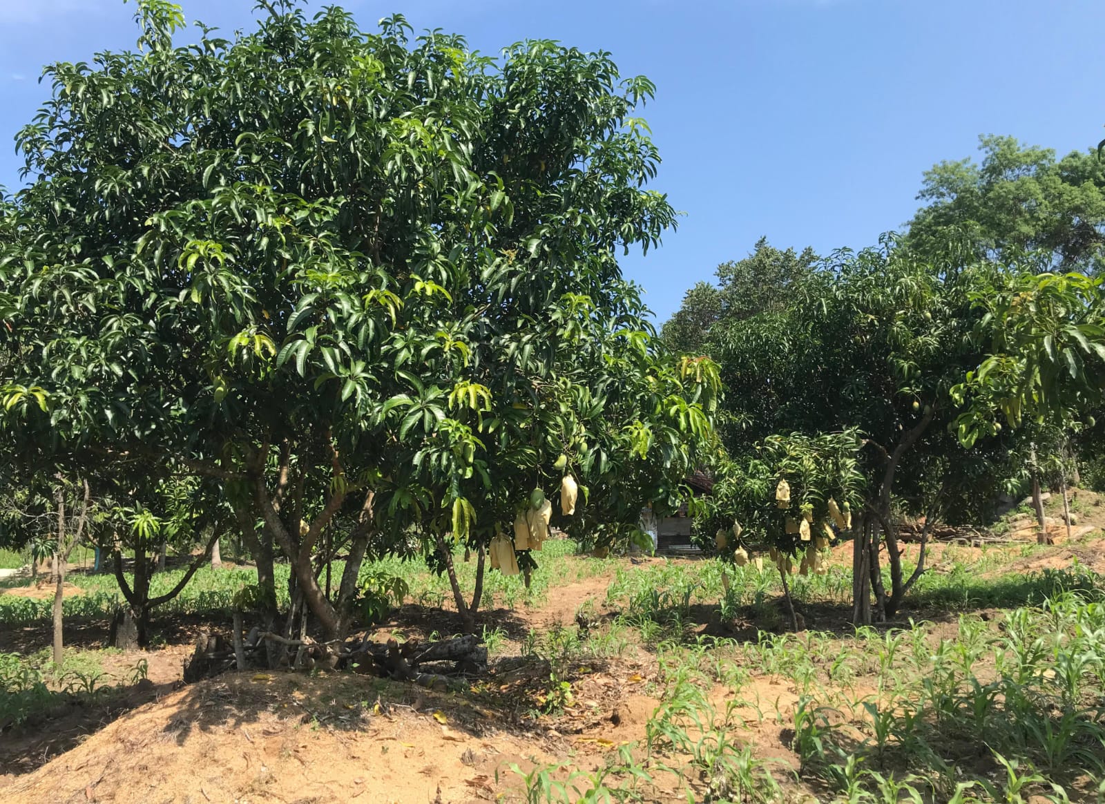 අක්කර 8ක ඉඩම Maligawila