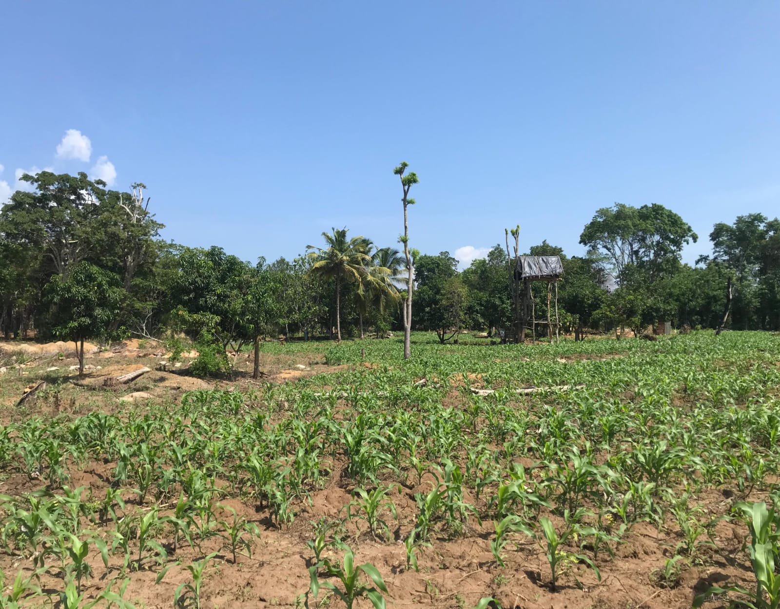 අක්කර 8ක ඉඩම Maligawila