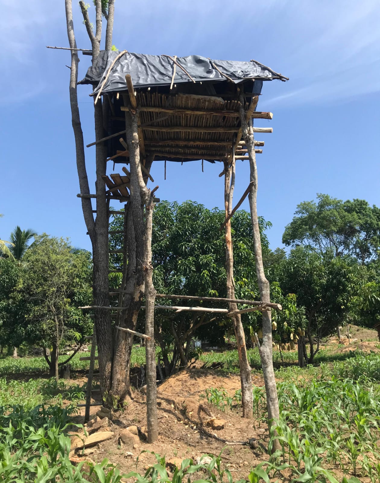 අක්කර 8ක ඉඩම Maligawila