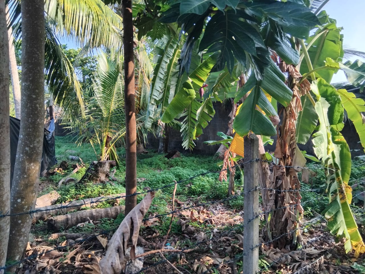 15.50 Purchase Land for Sale Wadduwa