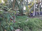 15.50 Purchase Land for Sale Wadduwa