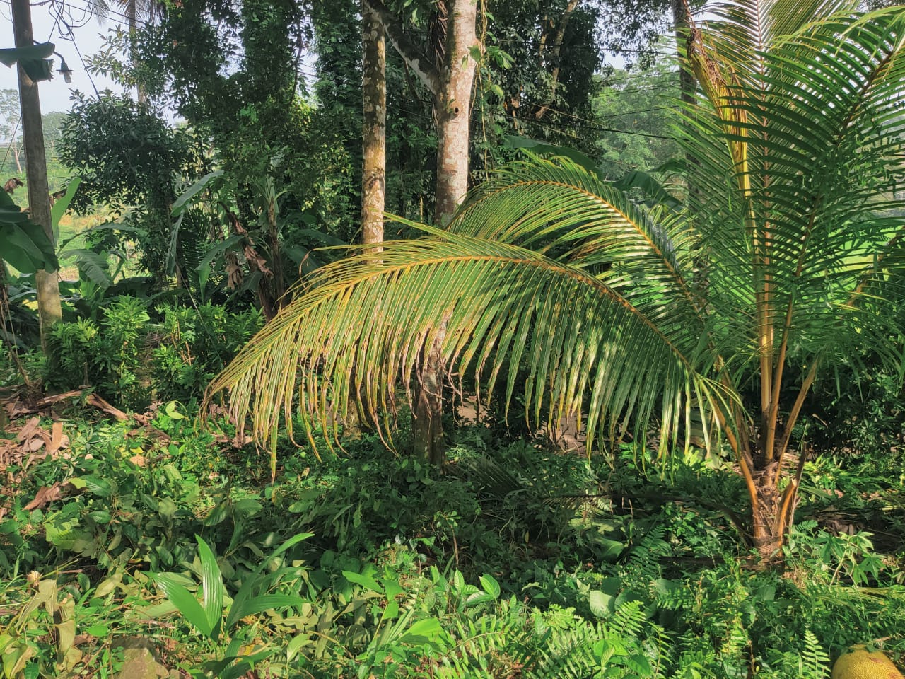 Land for Sale with 100 Years Old Antique House Galle