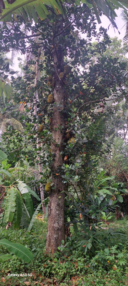 අගනා ඉඩමක් විකිණීමට / Prime Land for Sale – Dunagaha, Divulapitiya