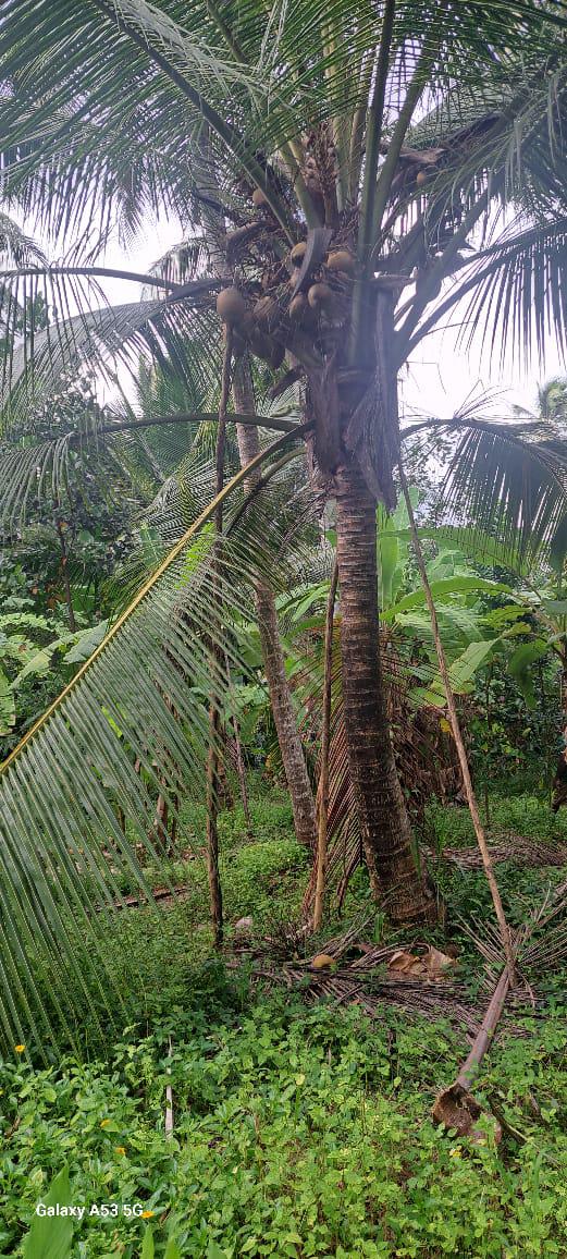 අගනා ඉඩමක් විකිණීමට / Prime Land for Sale – Dunagaha, Divulapitiya