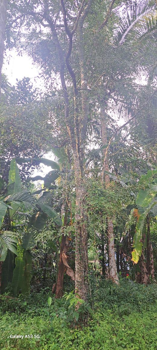 අගනා ඉඩමක් විකිණීමට / Prime Land for Sale – Dunagaha, Divulapitiya