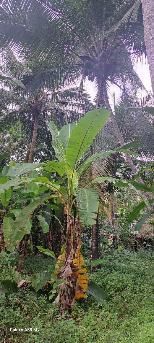 අගනා ඉඩමක් විකිණීමට / Prime Land for Sale – Dunagaha, Divulapitiya