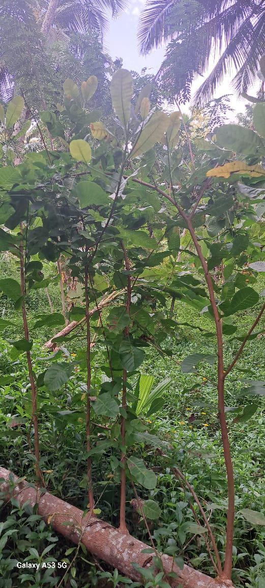 අගනා ඉඩමක් විකිණීමට / Prime Land for Sale – Dunagaha, Divulapitiya