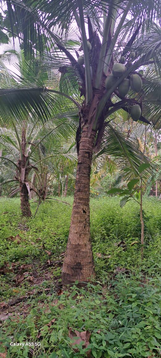 අගනා ඉඩමක් විකිණීමට / Prime Land for Sale – Dunagaha, Divulapitiya