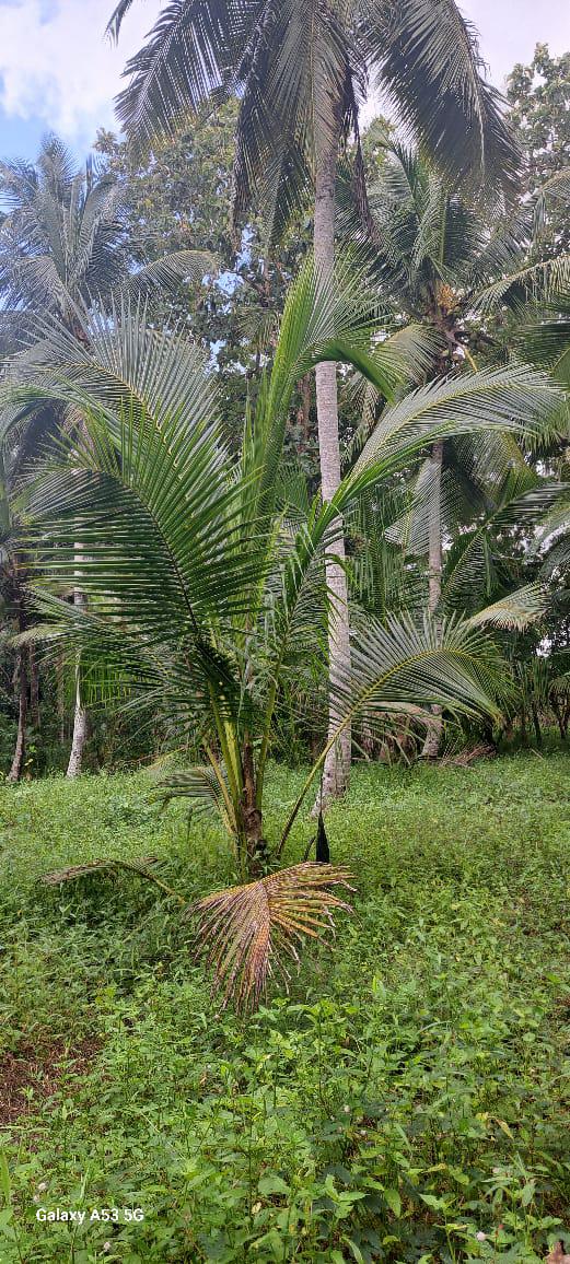 අගනා ඉඩමක් විකිණීමට / Prime Land for Sale – Dunagaha, Divulapitiya