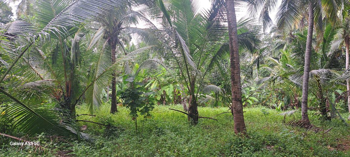 අගනා ඉඩමක් විකිණීමට / Prime Land for Sale – Dunagaha, Divulapitiya