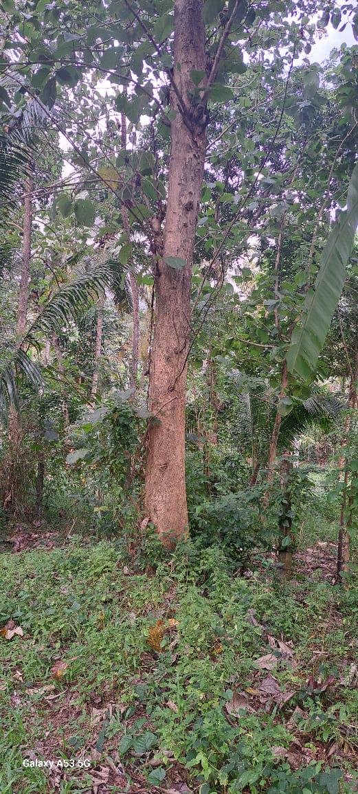 අගනා ඉඩමක් විකිණීමට / Prime Land for Sale – Dunagaha, Divulapitiya