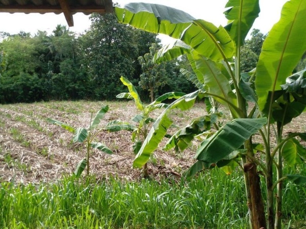 Land for Sale Between Yudaganawa Rajamaha Viharaya and Manik River